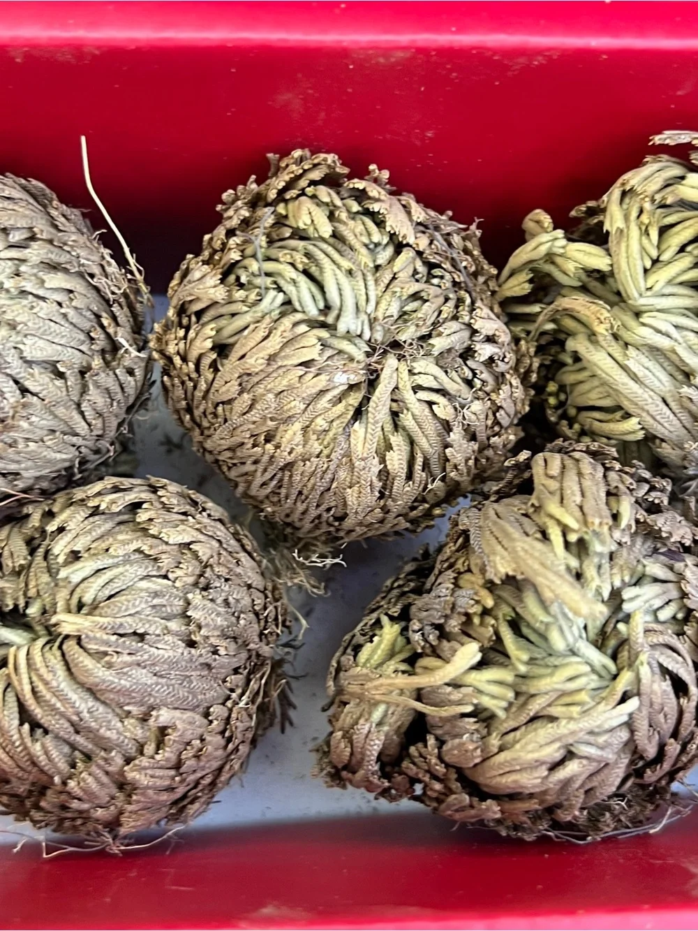 Rose of Jericho Resurrection Plant - Selaginella Lepidophylla Dried Fern Sz 2–3